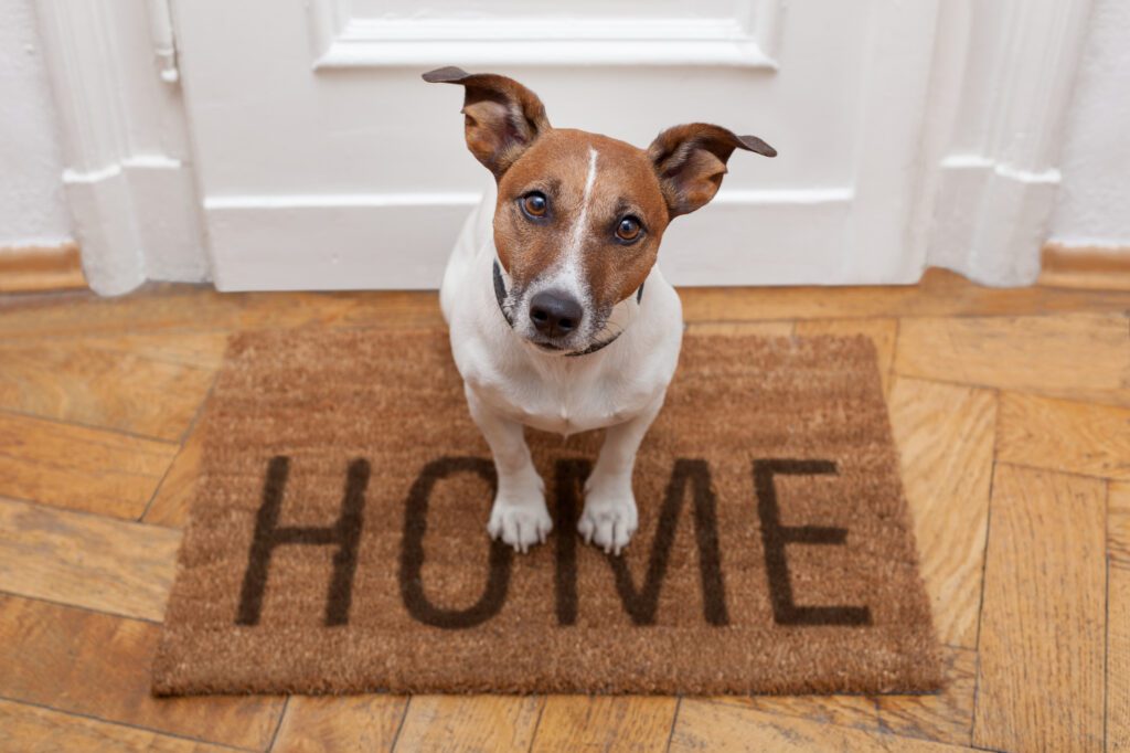 dog sitting on a welcome home mat new Blog